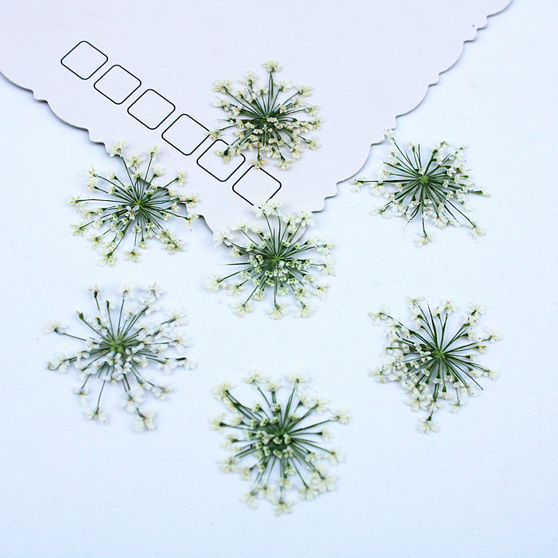 Resin Art Baby - ดอกไม้ลูกไม้ 500 ชิ้น ดอกไม้แห้ง ดอกไม้กดแห้ง วัสดุ